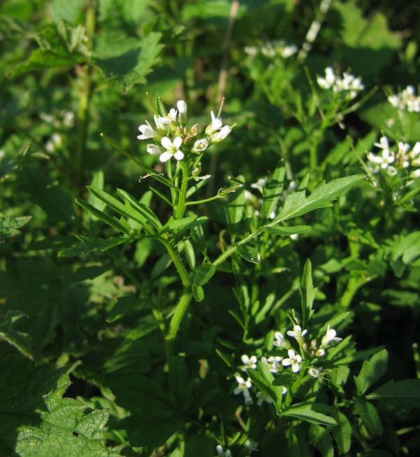 Cardamine flexuosa